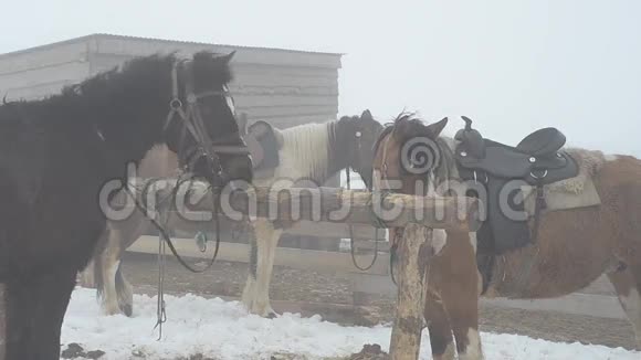 马在农场的驿站冬天在浓雾中视频的预览图