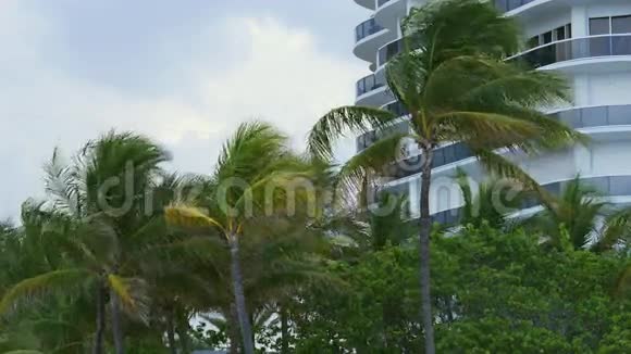 迈阿密海滩生活公寓棕榈4k佛罗里达美国视频的预览图