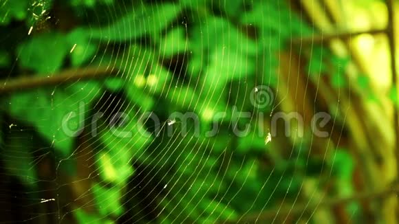 蜘蛛网中的餐点视频的预览图