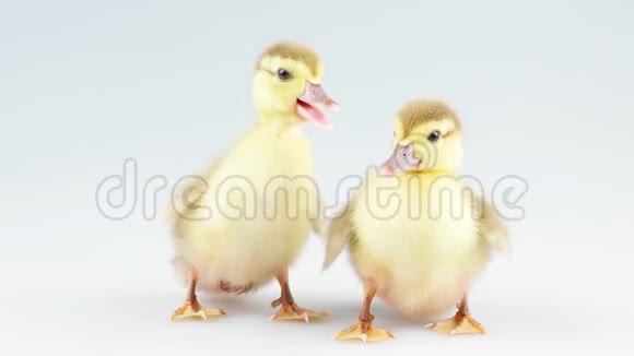 两只小鸭子在工作室视频的预览图