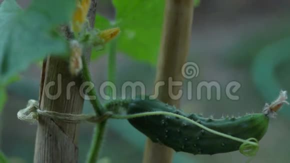 蔬菜园葡萄藤上的有机开花黄瓜视频的预览图