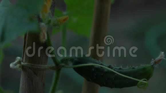 有机黄瓜Cucumissativus在蔬菜园中的应用视频的预览图