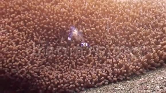 菲律宾海底沙质海葵中较干净的虾视频的预览图