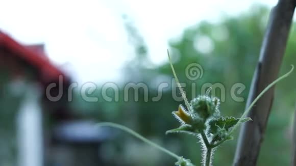 有机黄瓜Cucumissativus蔬菜园中的花卉视频的预览图