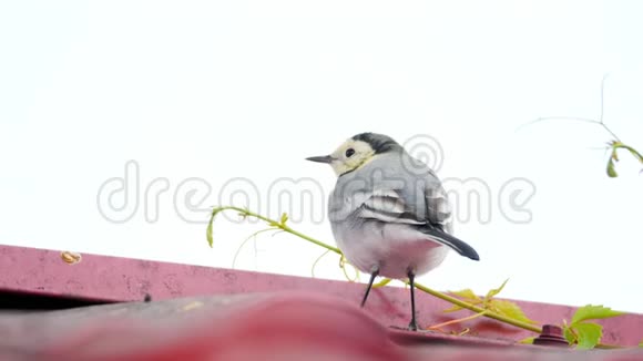 白色的摇尾鸟莫塔西拉阿尔巴在屋顶上视频的预览图