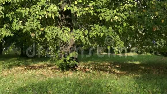 城市公园的秋杨视频的预览图