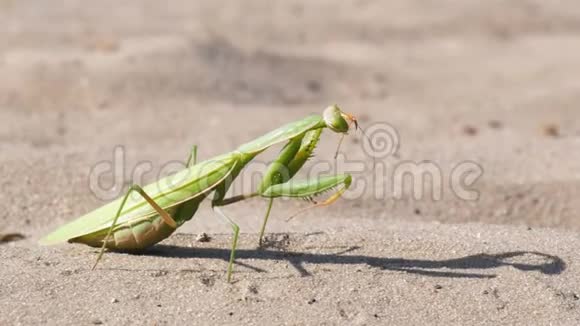 昆虫绿色的螳螂坐在沙子上清理它的爪子视频的预览图