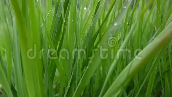 绿草如茵滴着水珠美丽的背景春天风视频的预览图