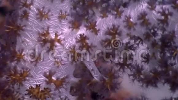 菲律宾海水清澈见底的软珊瑚视频的预览图