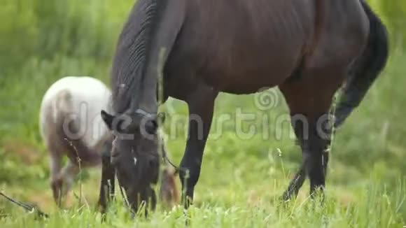 棕色的马吃草在农村散步视频的预览图
