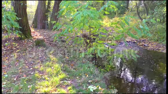 秋天的小溪在大自然中视频的预览图