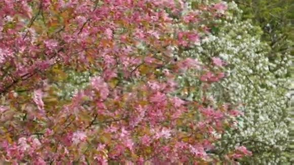 开着粉红色花朵的苹果树背景森林视频的预览图