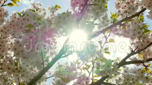 蓝天上的日本樱花花视频的预览图