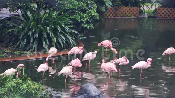香港中央公园的一些玫瑰火烈鸟视频的预览图