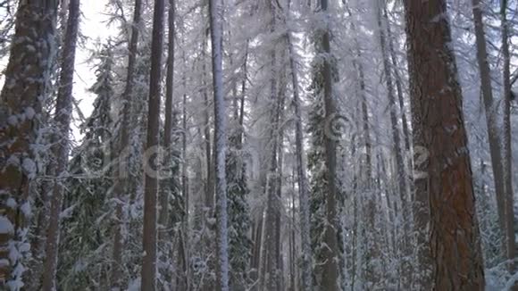 树木被大雪覆盖冬季景观视频的预览图