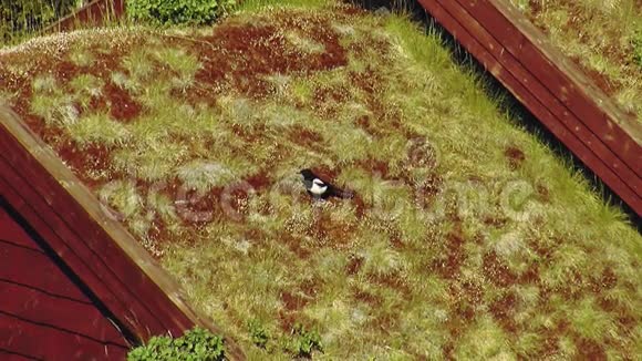 黑白乌鸦坐在小房子屋顶上的黄色草地上夏日阳光明媚视频的预览图