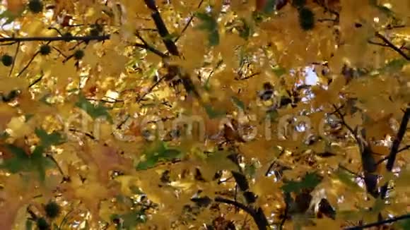 微风吹拂树木的秋叶视频的预览图