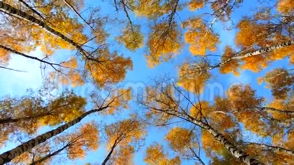 秋天的白桦林树木在蓝色背景上随风摇摆落叶飘落视频的预览图