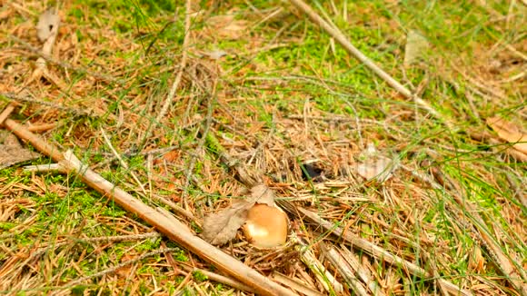 热衷于采蘑菇用锯齿状的刀在森林里割蘑菇双手小心切割清洁带走视频的预览图