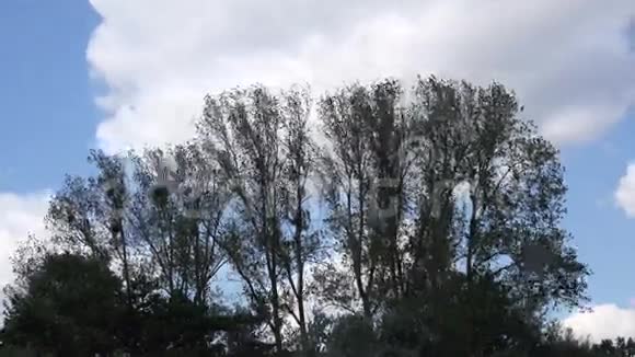 云在树上的时间推移视频的预览图