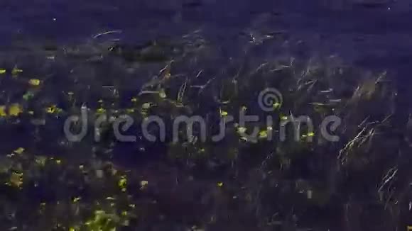 在透明的河水下黄花的景色如潮水般涌来夏日自然绿色茎视频的预览图