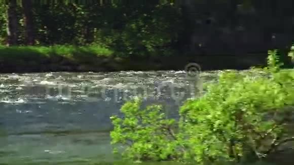 流动河水中绿色灌木景观夏日阳光明媚没有人自然景观树木视频的预览图