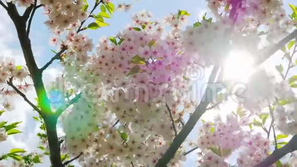 蓝天上的日本樱花花视频的预览图