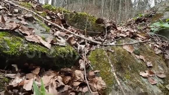 森林里的小河镜头在河对岸的移动干叶清晰可见视频的预览图
