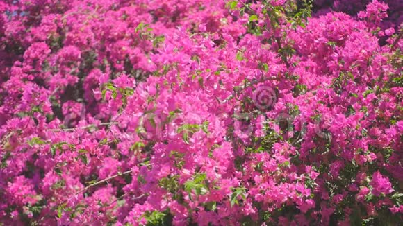 粉红色的布干维尔花视频的预览图