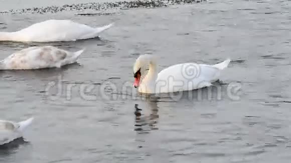 白色静音天鹅天鹅视频的预览图