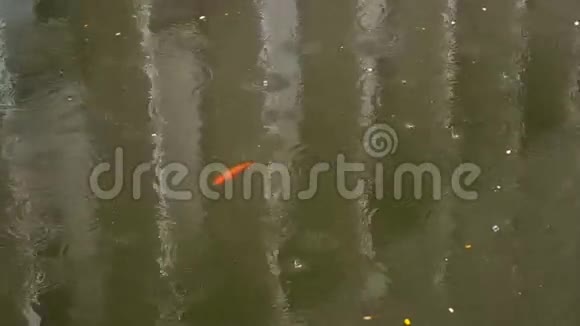 独自锦鲤鱼在水中带雨滴4kuhd25FPS视频的预览图
