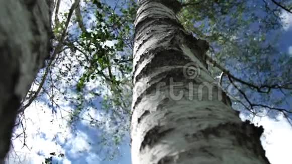 在蓝天和云彩的背景上的桦树从底部看视频的预览图