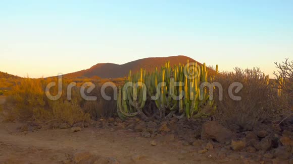日落时有仙人掌的沙漠视频的预览图