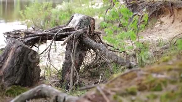 自然干枯的老树桩树根扔在岸边视频的预览图