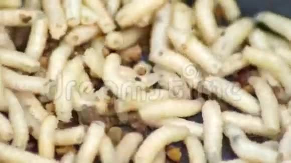 蛆群家蝇幼虫捕鼠饵视频的预览图