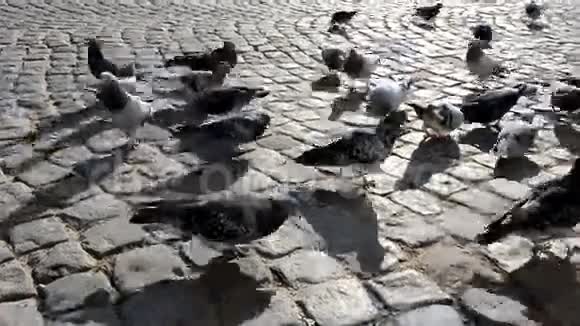 一堆鸽子在人行道上视频的预览图