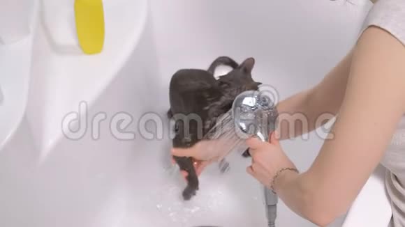 泡泡浴一只灰色的小流浪猫女人在浴室里洗猫视频的预览图