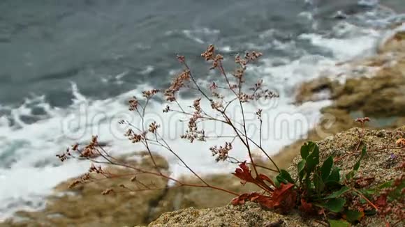 干草在塔尔坎胡特海岸迎风飘流视频的预览图