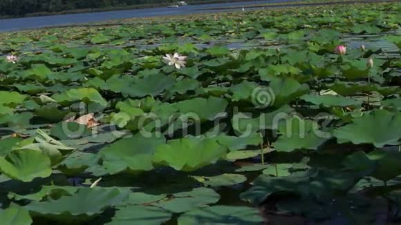 莲叶与花NelumboNucifera湖上随风而动视频的预览图
