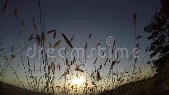 在高高的草地上日落视频的预览图