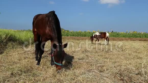 马在草地上吃草视频的预览图