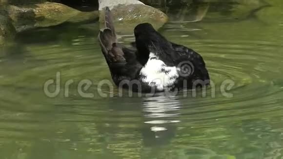 一只黑白相间的鸭子用喙在邋遢中清理羽毛视频的预览图