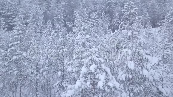 冬季森林中的空中摄影悬崖峡谷视频的预览图