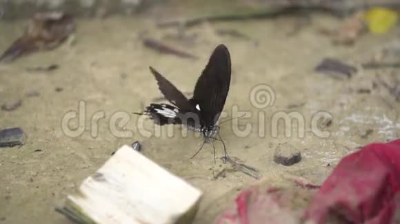 一只黑色的蝴蝶在从一块岩石上飞到一条小溪旁之前先把翅膀擦干视频的预览图