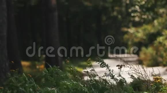 野花在森林里的柏油路前随风摆动视频的预览图