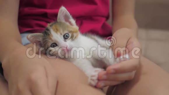 小猫坐在小女孩的腿上慢动作视频女孩和小猫的友谊女孩在玩视频的预览图