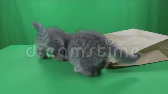 美丽的小猫苏格兰折叠纸袋绿色屏幕股票视频视频的预览图
