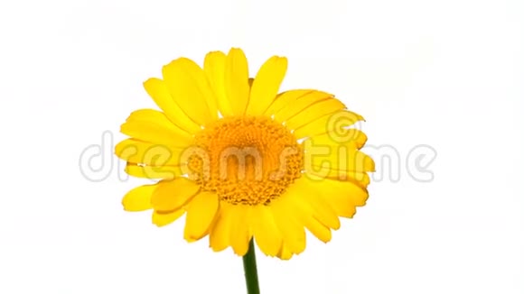 白色的黄色雏菊视频的预览图