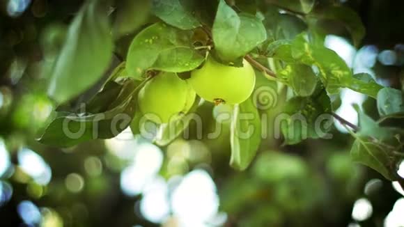 苹果园苹果树枝上有绿色成熟的果实视频的预览图