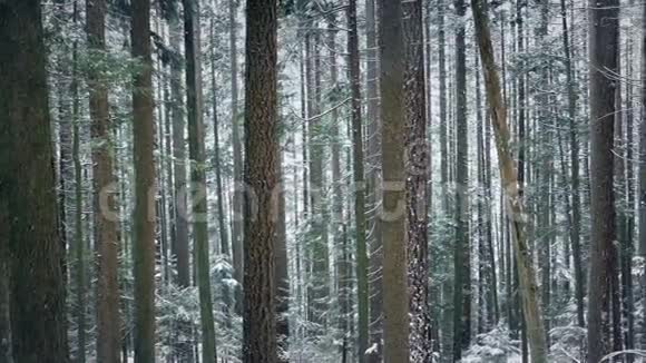 雪中路过美丽的高大森林树木视频的预览图